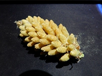 2023 Новые продукты Свежая сосна порошок сосны