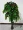 Cây mô phỏng cây giả lớn cây tài lộc trang trí phòng khách trang trí khách sạn đặc biệt ngày lễ hoa 2 m mộc lan cây cảnh - Hoa nhân tạo / Cây / Trái cây