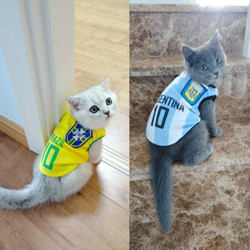Кошачья одежда летняя чемпионат мира
