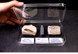 Западная лиаонинг натуральная бумага ископаемые спецификации цветочные ископаемые лист лист лист лист Lipstone Relect Stone Populate Science Teaching Simmons