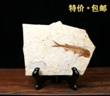 Специальное предложение Chaoyang Liaoning Natural Wolf Ward Fossil Fossil Group Fossil Fossil Fossil Fossil Science Scification