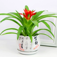 Удачи 【Упорствуйте в среднем размере】