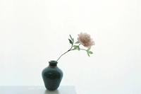 Mini Peony Single Franch только с одним цветом и несколькими листьями