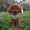 Teddy dog ​​đồ chơi sang trọng hình con chó mô phỏng linh cẩu hơn gấu búp bê cô gái quà tặng trẻ em - Đồ chơi mềm