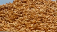 Китайская раковина риса в коричневую раковину риса заполняет подушку подушки, виноделен жирная питометра 500 г раковины риса