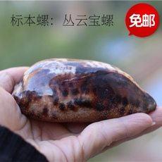 Морская раковина 热卖天然海螺贝壳丛云宝螺水族鱼缸造景家居装饰稀有收藏标本螺