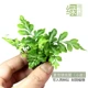 Mini Point miao-xia xue silver line fern s