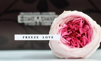 Freezelove Импортированный японский вечный цветок Дэвид Дэвид Двойной Остин Роуз/4-5 см/высушенный цветок/DIY