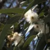 Товары от 猫家芳集 芳疗工作室 猫家天然工坊
