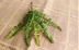 Cỏ Ba Tư xanh mô phỏng thực vật cá vàng cỏ dương xỉ lá nhân tạo hoa nhân tạo hoa nhân tạo xanh trang trí kỹ thuật - Hoa nhân tạo / Cây / Trái cây Hoa nhân tạo / Cây / Trái cây