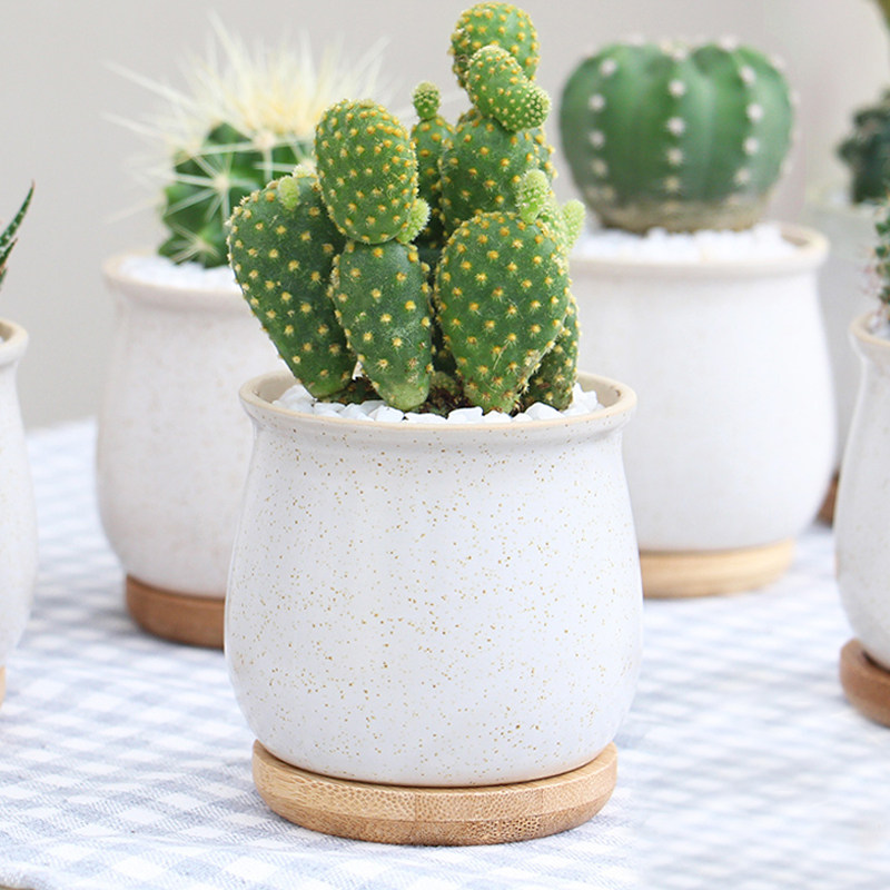 室内仙人掌盆栽,为你带来清新空气