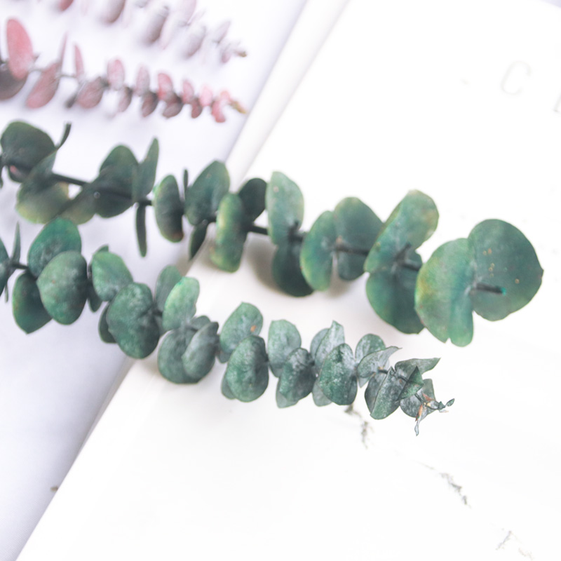 Green Onebeautiful Mu son DIY Dried flower Garland decorate green leaf Dried flower Flower wood Immortality Eucalyptus globulus  christmas green leaf Flower wood