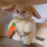 Дуйин тот же кролик