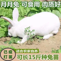 Кролик Living Live, кролик Bado Mother of Giant White Rabbit Live Pet Family Calbbit Rabbit Rabbit Rabbit Miao Yueyue Rabbit