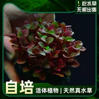 2 стакана фиолетового сирень (отправьте чашку с тонущей травой)