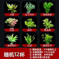 Случайная 12 стакана водяной травы (отправьте чашку раковины)