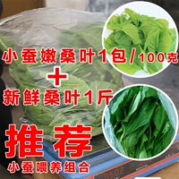 100 граммов маленьких листьев шелкота+1 котли листьев тутовой