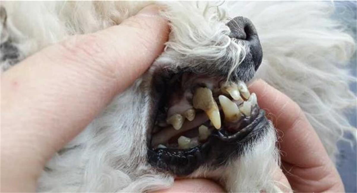 狗狗龋齿图片图片