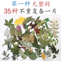 (Без пластикового уплотнения) 35 листьев листьев