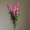 Hoa trang trí 9 hoa oải hương thơm hoa Hàn Quốc mục vụ hoa nhân tạo nụ hoa giả trang trí hoa giả - Hoa nhân tạo / Cây / Trái cây