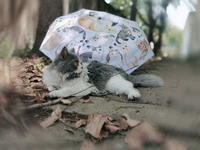 Оригинальный зонтик, солнцезащитный крем, защита от солнца, УФ-защита