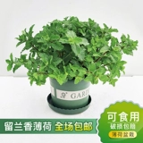 Монетный горшок с свежим съедобным мятном листом внутреннего гидропонного гидропонного растения розмарина Mint Seartings Зеленые цветы