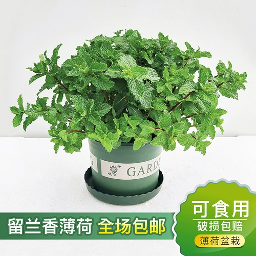 Монетный горшок с свежим съедобным мятном листом внутреннего гидропонного гидропонного растения розмарина Mint Seartings Зеленые цветы