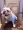 Băng lụa Lycra vải chiến đấu tiếng Anh mùa hè áo thun thú cưng cung cấp quần áo chó yêu chó lớn chó béo quần áo chó - Quần áo & phụ kiện thú cưng áo chó pug