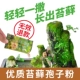 MSI MOSS SPORE POODGE 5G