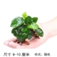 Xiaoshui rong shenmu ss