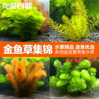 奇溢自然 Декор для аквариума, маленькие водные растения