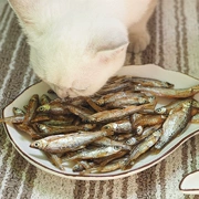 Cá mèo khô nước ngọt không có muối Cá nhỏ khô tự nhiên khô tươi Cá khô mèo ăn vặt răng hàm