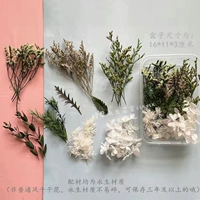 Хрустальный зеленый сериал-зеленый растение