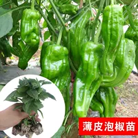 Саженцы свинины с маковым животным 12 деревьев y