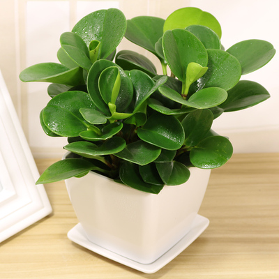 青叶碧玉盆栽防辐射【送盆】