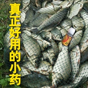 Hương vị tỏi phong phú thu hút đại lý khai thác cá Nhật Bản nhập khẩu phụ gia câu cá hố đen thiết bị câu cá hoang dã