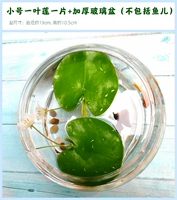 Две куски+стеклянный горшок