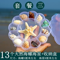 Натуральный образец, морская научно-популярная детская подарочная коробка для детского сада
