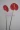5 gói mô phỏng anthurium mô phỏng cọ xanh hoa giả hoa lụa cao cấp hoa nhựa hoa flamingo hoa Anzu - Hoa nhân tạo / Cây / Trái cây