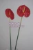 5 gói mô phỏng anthurium mô phỏng cọ xanh hoa giả hoa lụa cao cấp hoa nhựa hoa flamingo hoa Anzu - Hoa nhân tạo / Cây / Trái cây cây hoa đào giả Hoa nhân tạo / Cây / Trái cây