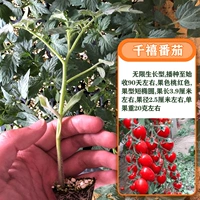 Тысяча Цао Грин