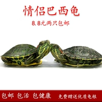 Хорошая поддержка для маленьких черепах черепах пара черепах для домашних животных