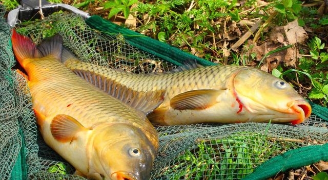 野釣鯽魚有漂相卻提竿無魚這是為何