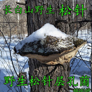 Северо-восточный игольчатый гриб дикой сосны Phellinus linata Сосновая хвоя Сосновая иголка Ganoderma сосновая иголка дикая сосна Phellinus linteus