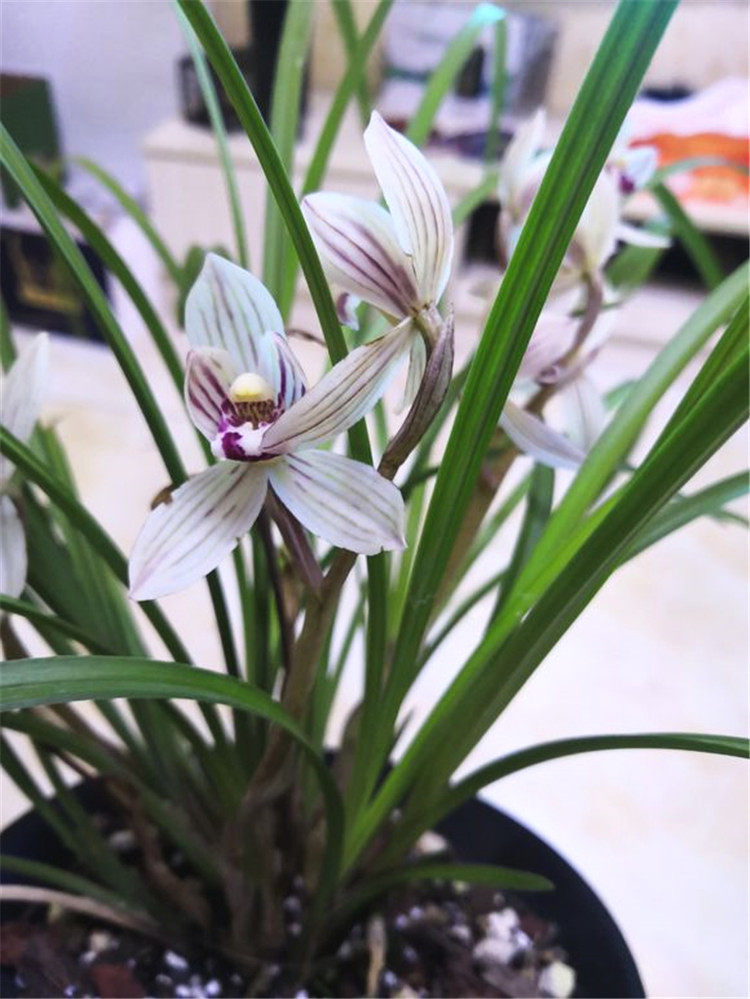 2月兰花用2法宝嫩芽猛抽长不停