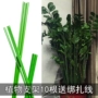 Làm vườn khung khung cây màu xanh lá cây nhà máy dây leo nho khung phalaenopsis tiền tree bracket nguồn cung cấp vườn chậu đất nung trồng cây