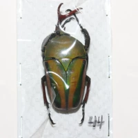 Мужской №8 44мм