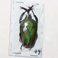 Мужской №18 49мм