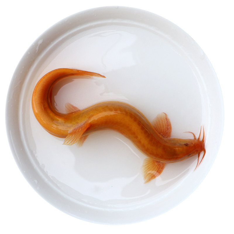 风水鱼馆|观赏黄金泥鳅活体|红泥鳅冷水发财清道夫放生钓鱼饵料鱼