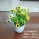 【Bonsai Little Sun Chrysanthemum】